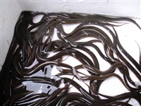 黃(huáng)鳝養殖技(jì)術(shù)