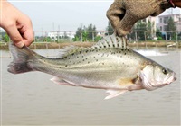 鲈魚的(de)詳細介紹