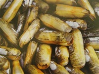 納克微(wēi)生(shēng)物(wù)産品在貝類養殖各階段的(de)應用(yòng)