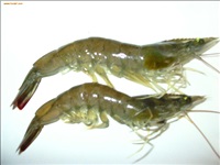 蝦養殖過程中問(wèn)題解答(dá)