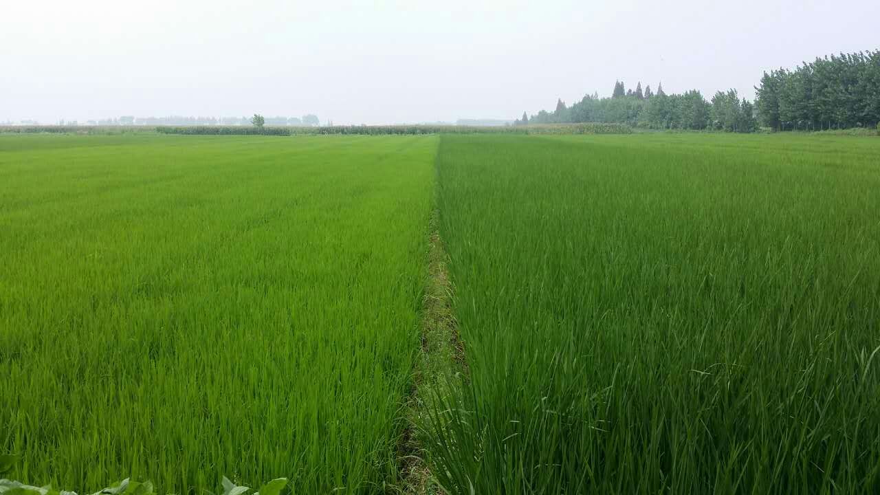 生(shēng)物(wù)鉀肥資料mmexport1438932524355